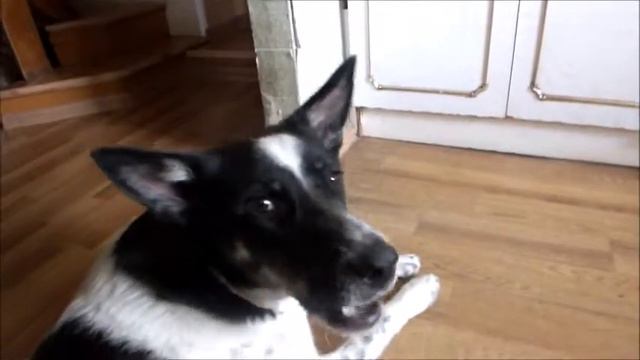 Собака подпевает смотреть онлайн