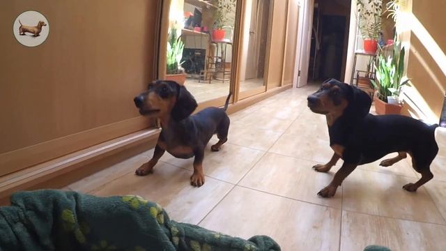 ТАКСА ^ ТАКСЫ ^ ТАКСА ? ? ? Что лучше одной ТАКСЫ? Три ТАКСЫ! Наши прикольные ТАКСЫ :)) смотреть онлайн