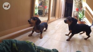 ТАКСА ^ ТАКСЫ ^ ТАКСА ? ? ? Что лучше одной ТАКСЫ? Три ТАКСЫ! Наши прикольные ТАКСЫ :))