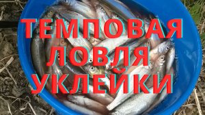 Ловля уклейки весной. Как задать темп.