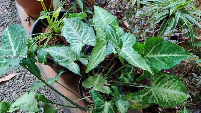 Easy To Grow Indoor Plant | Syngonium/Arrow Head Plant Care And Propagation In Malayalam |By Diyab