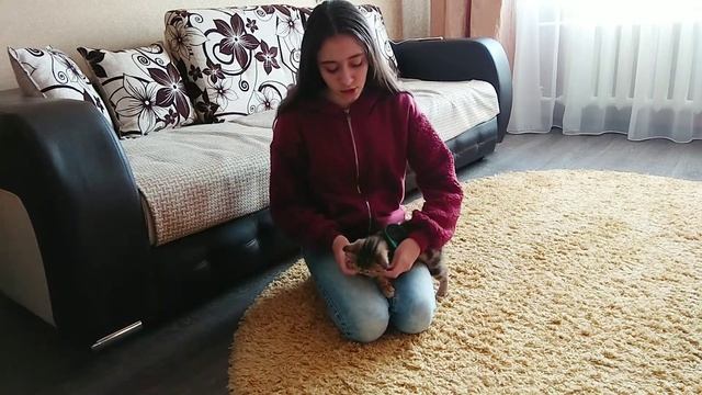 Поводок или шлейка для кошек смотреть онлайн
