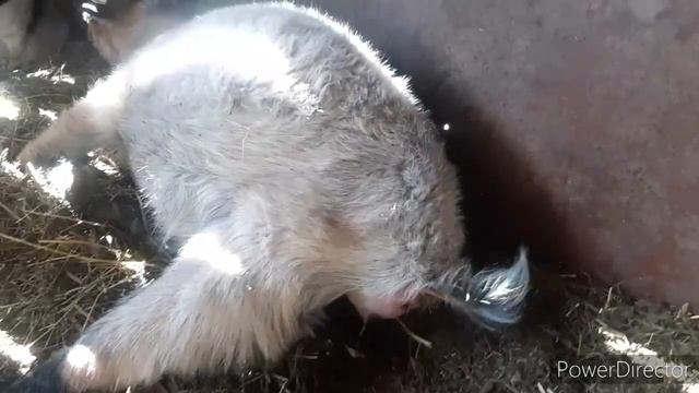 Окот козы/загадка))) смотреть онлайн