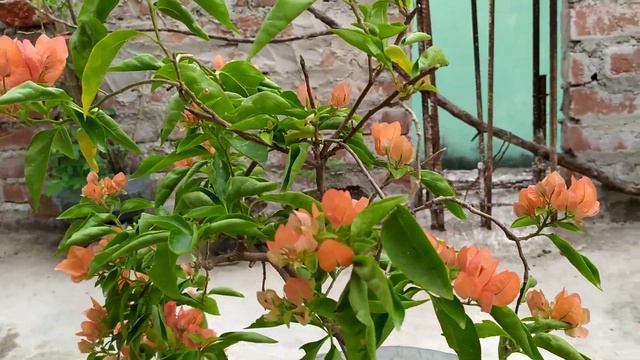 Bougainvillea at Terrace Garden. смотреть онлайн