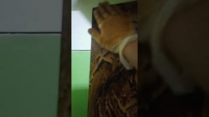 как избавиться от копоти на мебели после пожара