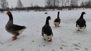 Гуси крупная серая