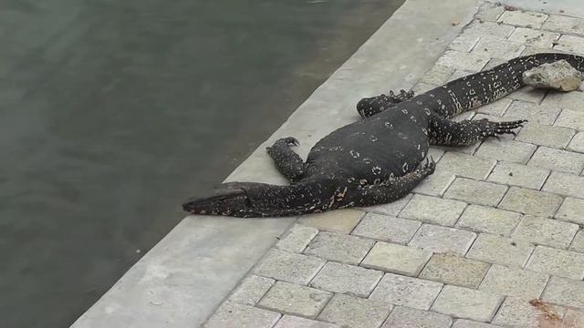 Полосатый водяной варан смотреть онлайн