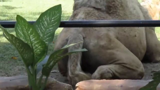 Unta Punuk Satu Onta Arab Camel Camelus dromedarius at KBS смотреть онлайн