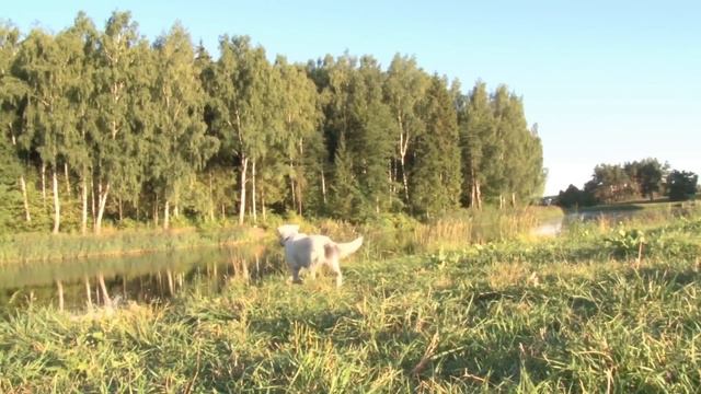 100 FACTS About DOGS That Will Surprise You 🐶🐾 Discover them! смотреть онлайн