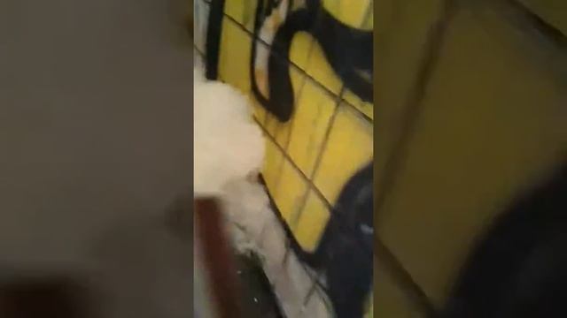 Как горит смесь сурик и серебрянка смотреть онлайн