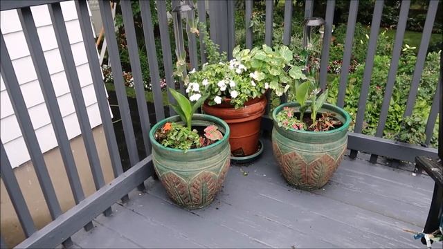 Urban Cottage Garden Tour 2021|Playing in the Rain! Potting up the Magic Pink Canna with Caladiums смотреть онлайн