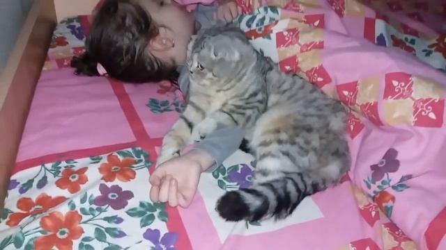 Шотландская Вислоухая Кошка и Ребенок Спят Вместе Ночью смотреть онлайн