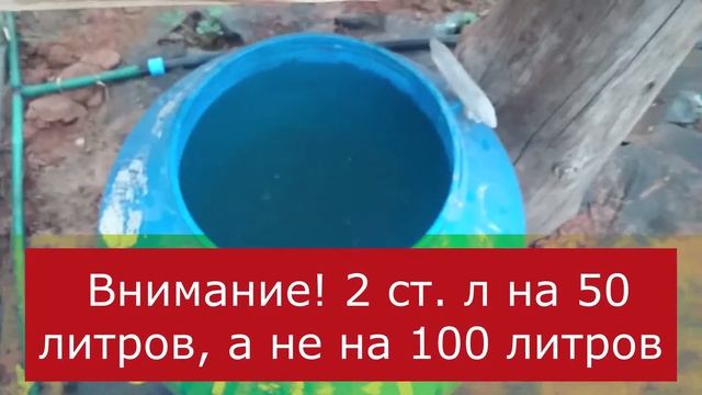 Вторая обработка клубники, первая подкормка клубники смотреть онлайн