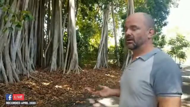 INSIDE the Banyan Tree in Vizcaya Village смотреть онлайн