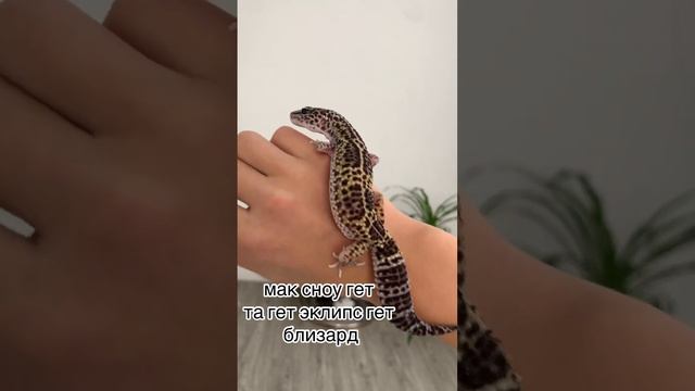 Эублефар 🤍🖤🤍￼ смотреть онлайн