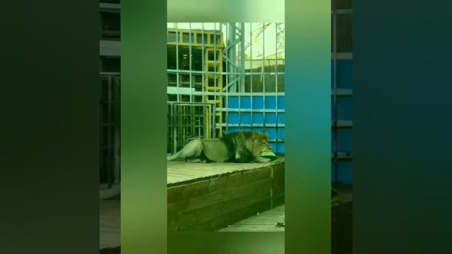 Анапская мечта. Лев Тигран. #animals #zoo #ocean #левТигран смотреть онлайн