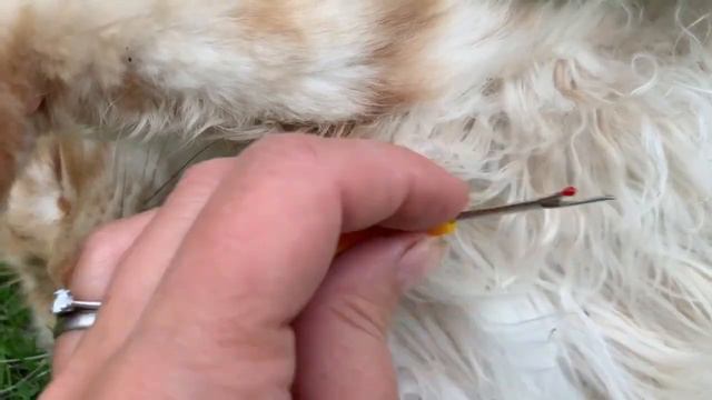 How to groom a Maine Coon cat plus the best grooming tools for the job смотреть онлайн