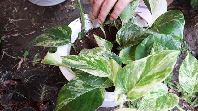 EFFECTIVE WAYS TO PROPAGATE YOUR POTHOS! смотреть онлайн