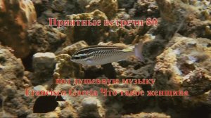 Приятные встречи 80 Нитепер Арабский под душевную музыку Francisco Garcia Что такое женщина