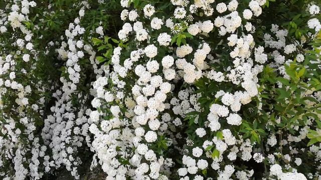 Спирея Вангутта май 2019 смотреть онлайн