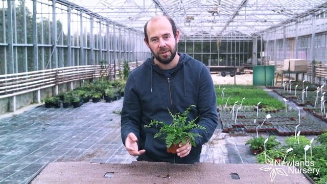 Athyrium Lady Fern - Newlands Nursery смотреть онлайн