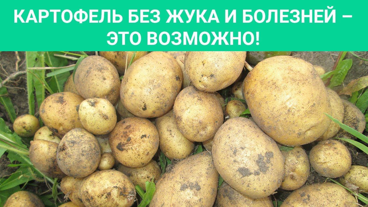 НИКТО УЖЕ НЕ ВЕРИТ, НО ... Картофель без жука и болезней – это возможно! смотреть онлайн
