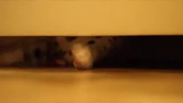 Малыш далматин #KARATpro