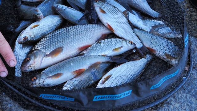 Обзор штекерного удилища Flagman Sherman Pro Allround Long Pole 13м + Mini Extension! смотреть онлайн