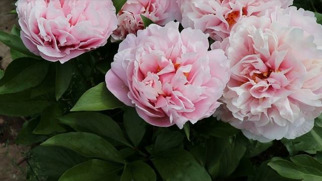 Пионы. Цветение 2021. Часть 1. смотреть онлайн