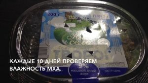 [ Бонсай из семян ] Клены palmatum и buergerianum. (Часть 1. Стратификация.)