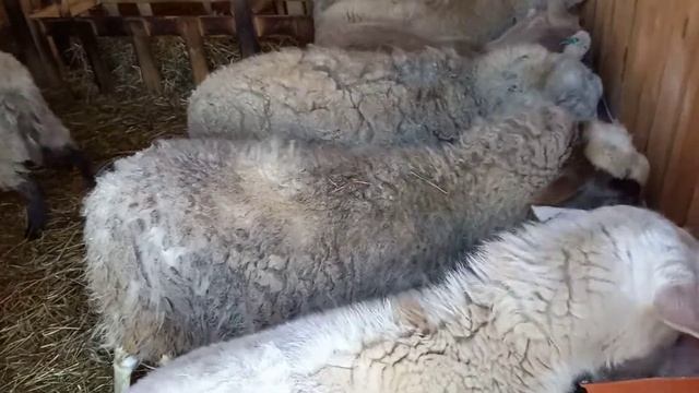 катумские овцы в лпх , слюньки текут у поросят , коза нубийская  липа .