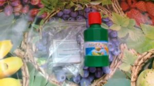 Абига Пик- медьсодержащий фунгицид. Популярен и эффективен.