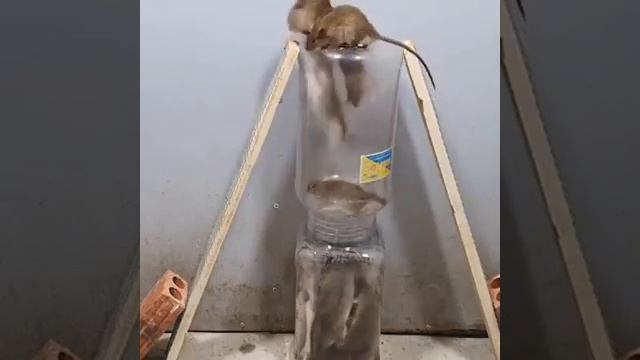 Mouse trap for 2021 #mousetrap смотреть онлайн