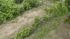 лучшее время посадки малины || когда сажать малину весной или осенью Бизнес идеи