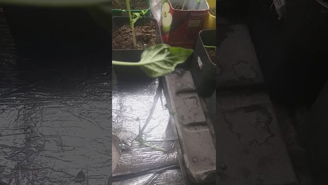 Оэдема перца. Что делать? смотреть онлайн