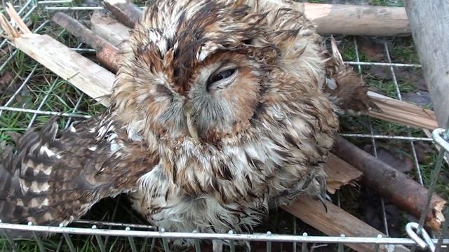 Сова. Сбитый ночной лётчик. смотреть онлайн
