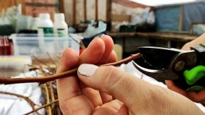 Зимнее черенкование голубики.