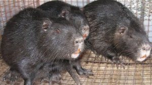 Нутрии как бизнес идея | Нутриеводство | Выращивание нутрий на продажу