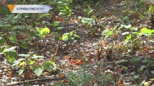 А ГРИБЫ УЖЕ ЕСТЬ? смотреть онлайн