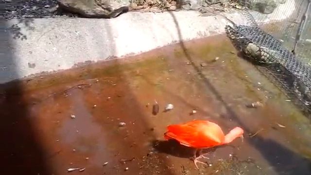 вакаяма4 смотреть онлайн
