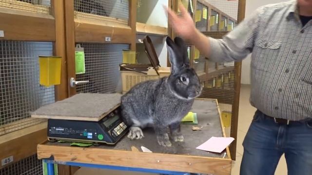 Крольчатники закрытого типа в Германии смотреть онлайн