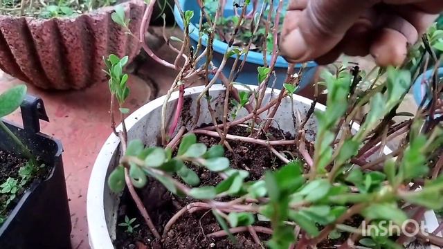 റോസ് നിറഞ്ഞ് പൂക്കാ൯ മാജിക്ക് |roseflowers|fertilizers| #BlueBellvlog