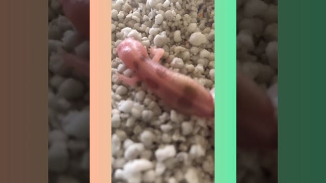 Вылупление малыша Эублефара смотреть онлайн