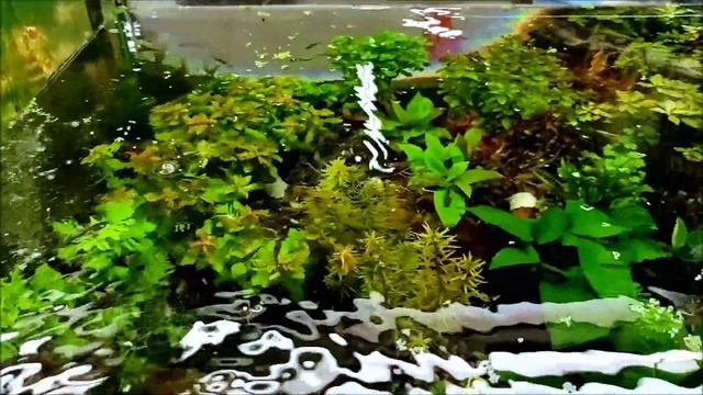 Каскад 550 литров с аквариумными растениями. смотреть онлайн
