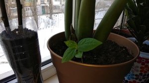 КАК Я ВЫРАСТИЛА ХУРМУ ИЗ КОСТОЧКИ НА ПОДОКОННИКЕ