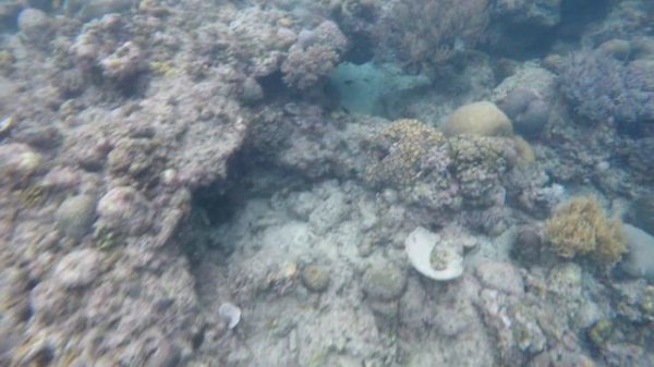 Snorkelling Moalboal Drop Off, White Beach, Basdaku, Cebu, Philippines