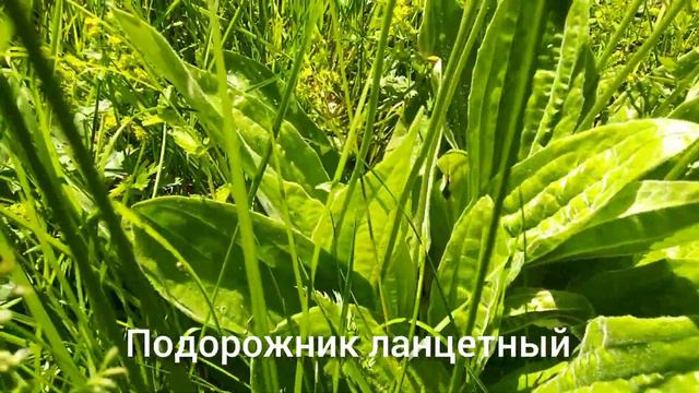 Разнотравье: подорожник ланцетный, клевер, подмаренник, щавель, сныть смотреть онлайн