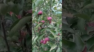 яблоня красномясая Эра