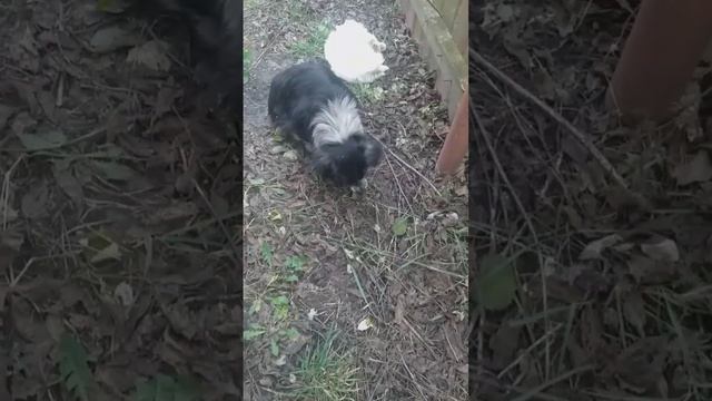 Кот делится своей добычей с собакой.video 2023 11 18 15 03 00