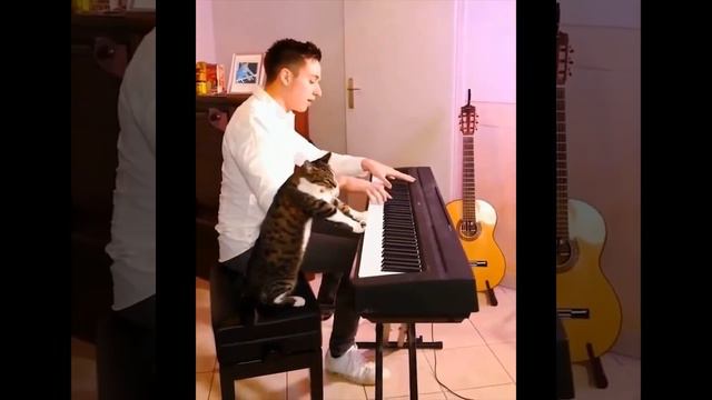 008 Самые смешные животные Потрясающие Смешные животные Видео из жизни Самые смешные животные 2020 смотреть онлайн